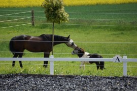 unsere Koppeln