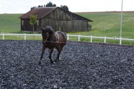 Briatore auf dem Reitplatz