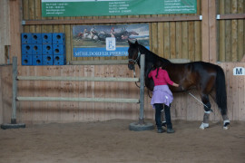 Natural Horsemanship mit Trainer Sepp Mittmannsgruber Mai 2015